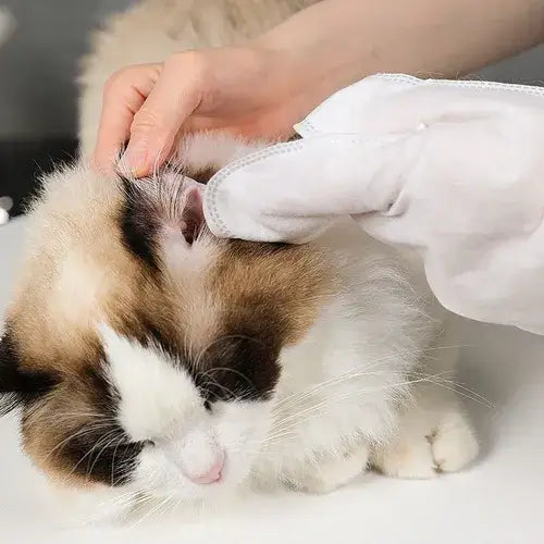 LUVA UMEDECIDA BANHO A SECO PARA CÃES E GATOS – A PARTIR DE 2 PACOTES